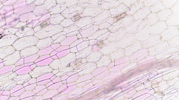 The Secret to Amazing Skin is Cellular Turnover