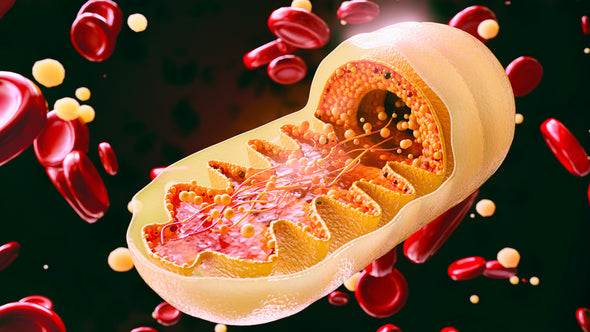 What is mitochondrial dysfunction and how does it affect aging