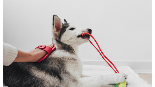 Can animals help people live longer?