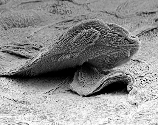 Best Kept Anti-aging and Skincare Secret — Cellular Turnover