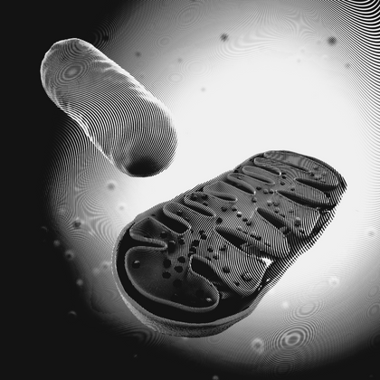 Does mitochondria hold the secret to youthful looking skin?