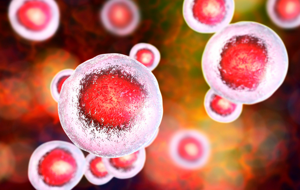 What is stem cell exhaustion, and how does it affect aging?